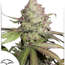 Auto CBD Charlotte’s Angel®